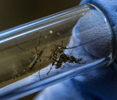 Se prepara Colima ante riesgos por dengue: Salud