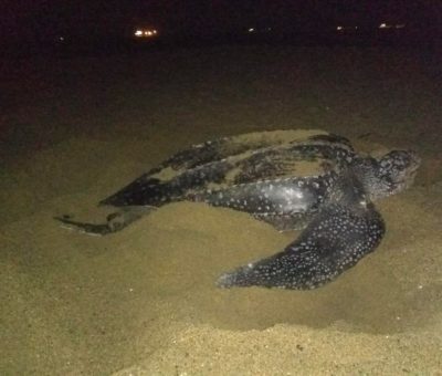 Reportan arribo de espécimen raro  de tortuga en costas de Manzanillo