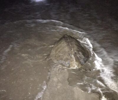 Rescata y libera PROFEPA ejemplar de tortuga golfina en Playa El Real