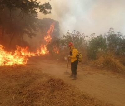Responsabilizan a productores de aguacate de incendios forestales