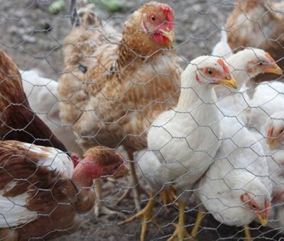 Colima, libre de influenza aviar: SENASICA