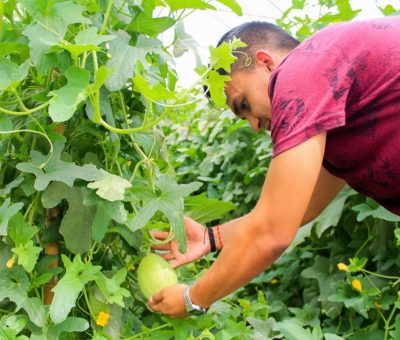 Buscan mejorar cultivo de melón sin uso de químicos