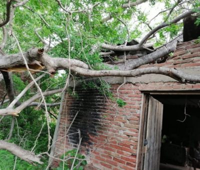 Por reblandecimiento cae árbol en vivienda en Armería