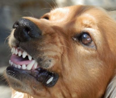 Denuncian a perro agresivo en los portales de Tecomán