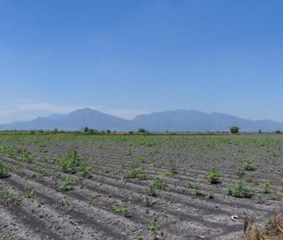 Conacyt, Secretaría de Salud y Semarnat ponen en riesgo la seguridad alimentaria del país