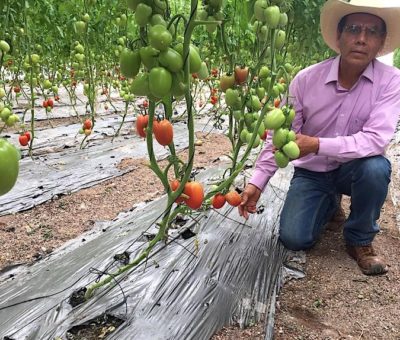 Producción de jitomate orgánico en invernadero, oportunidad rentable para pequeños y medianos productores