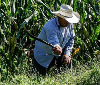 El glifosato no es carcinogénico: Cofepris