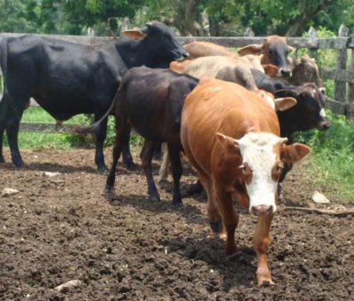 Industrias comercializadoras de leche explotan a pequeños y medianos ganaderos