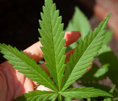 Quitan a la marihuana de la lista de drogas más peligrosas