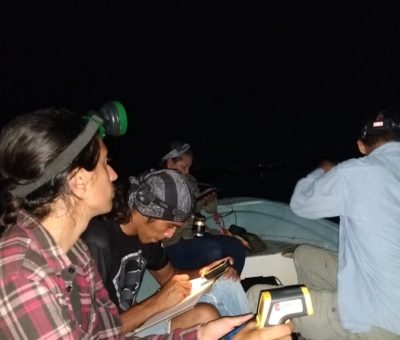 Estudian población de cocodrilos en Sinaloa, Nayarit, Jalisco y Colima