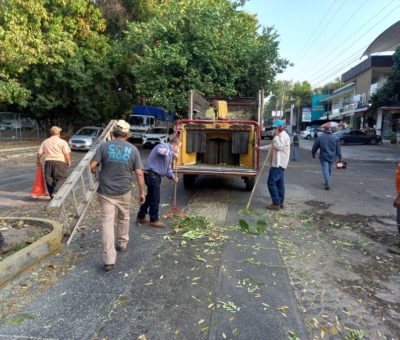 Implementa Ayuntamiento de Colima poda de árboles en camellones  y áreas públicas