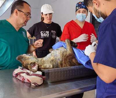 Ayuntamiento de Colima continúa con brigadas de esterilización gratuita para mascotas