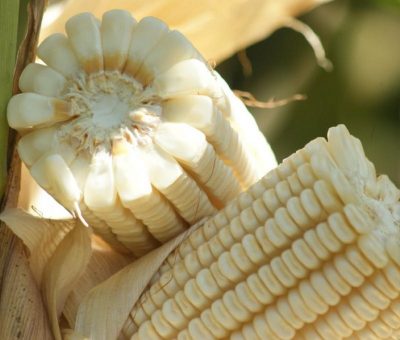 Cinco preguntas incómodas sobre el nuevo decreto que prohibe maíz transgénico y glisofato