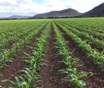 México aportó al mundo maíz; ahora importa 16 millones de toneladas al año