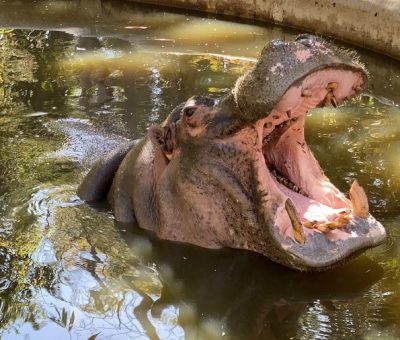 El Ministerio de Ambiente de Colombia crea un mito para sacrificio de  hipopótamos