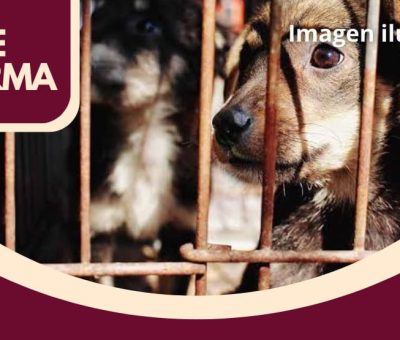 En Colima, catean domicilio por maltrato animal