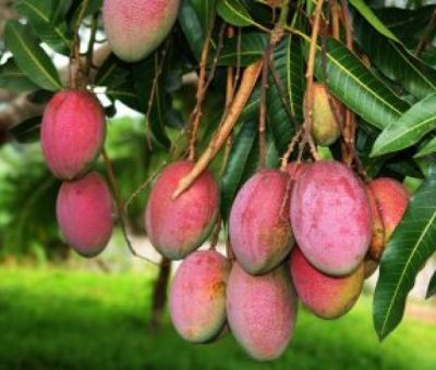 Productores de mango de V. Carranza tiran la fruta por falta de compradores