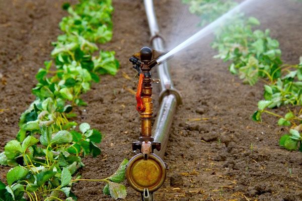 Retira SADER subsidio de energía eléctrica a usuarios de riego agrícola