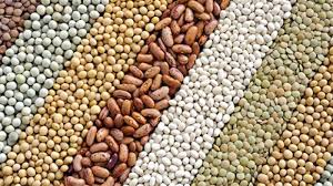 Desabasto de semilla calificada afecta producción de maíz y cultivos estratégicos en México