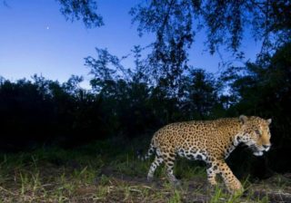 Crece la población de Jaguar