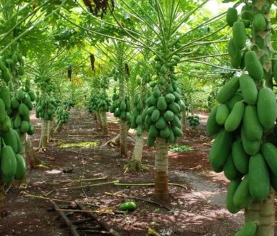 Colima produce 150 mil toneladas anuales de papaya