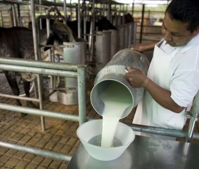 La política de producción de leche, favorecerá inversiones y reincorporará infraestructura ociosa: Productores