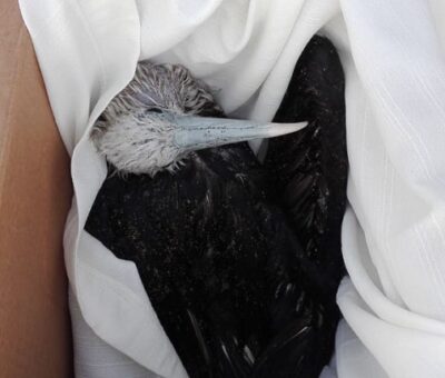 Profepa rescata ave fragata y la reintegra a su medio natural en Colima