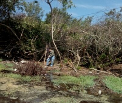 Profepa clausura obras por cambio de uso de suelo en 3 predios forestales en Colima