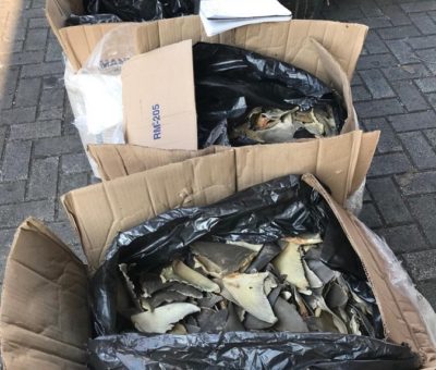 En Colima un hombre intenta sacar del país más de 10 toneladas de aletas de tiburón