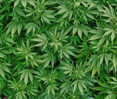 ABSURDA LA PROPUESTA DEL CNA, DE SEMBRAR Y PROCESAR MARIGUANA, EN LUGAR DE GRANOS ALIMENTICIOS