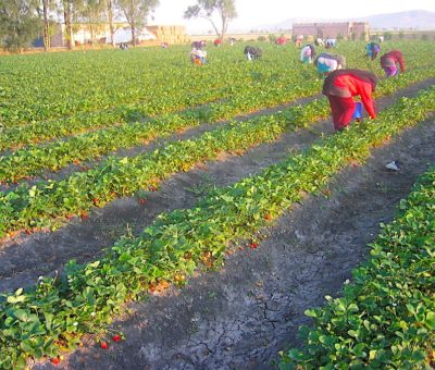 México como primer exportador de fresa del mundo, enfrentará retos de mercado en EU