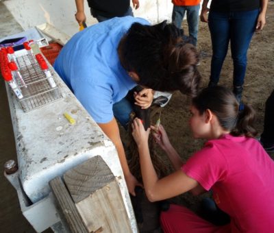 Realizan tres investigaciones sobre ovejas merino en Isla Socorro, estudiantes de Colima y Guadalajara