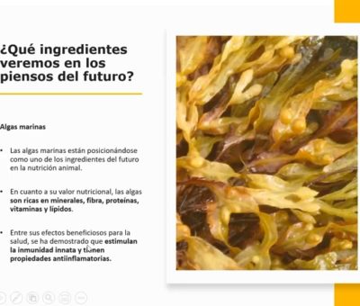 Insectos y algas marinas, fuente viable de alimento para cerdos: Experto