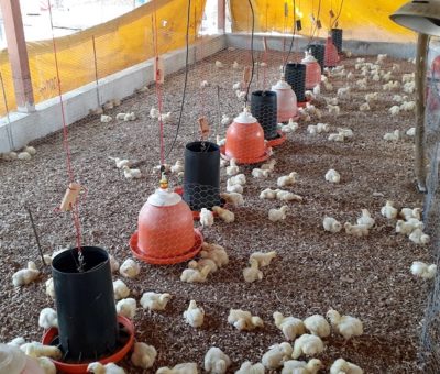 Trabajan investigadores de la UdeC para mejorar incubabilidad del pollo de engorda