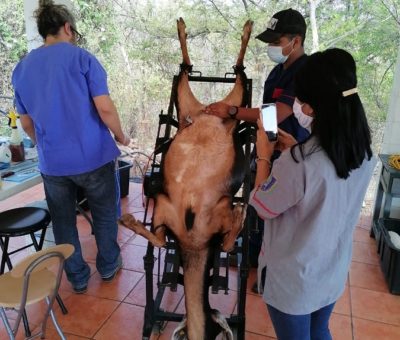 Se capacita alumnado de la UdeC para mejorar hato caprino lechero y de carne