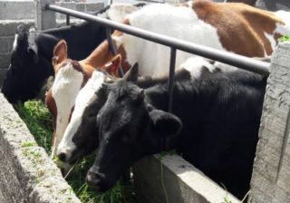 Marginados del TLCAN y del T-MEC, más de 140 mil lecheros desde hace 27 años