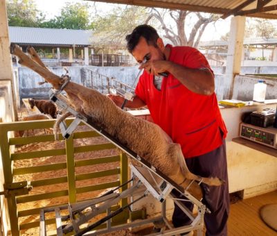 Avanza proyecto de universidades de Colima y Guadalajara sobre fertilidad en ovejas