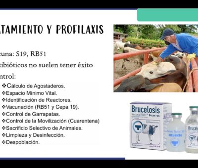 Expone especialista principales enfermedades reproductivas en bovinos