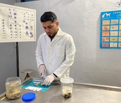 Investigan presencia de leptospirosis en ovinos del estado