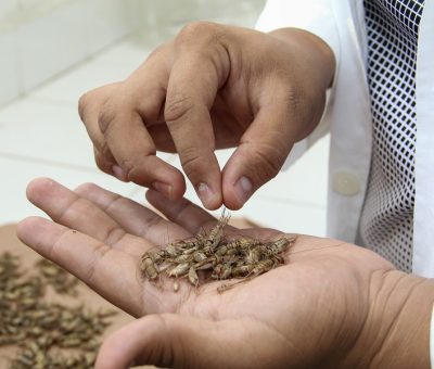 Desarrollan alimento para camarón a partir de harina de grillo