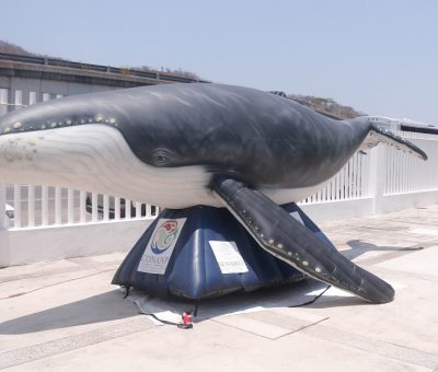 Presentan investigaciones del impacto antropogénico en mamíferos marinos