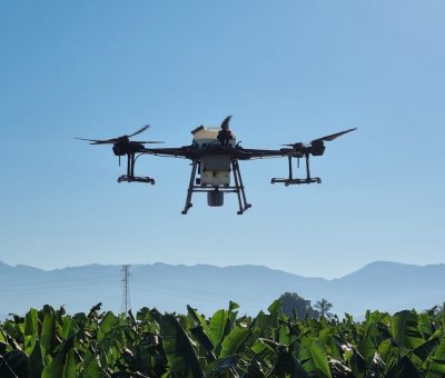 Estudian uso de drones para combatir Sigatoka en banano