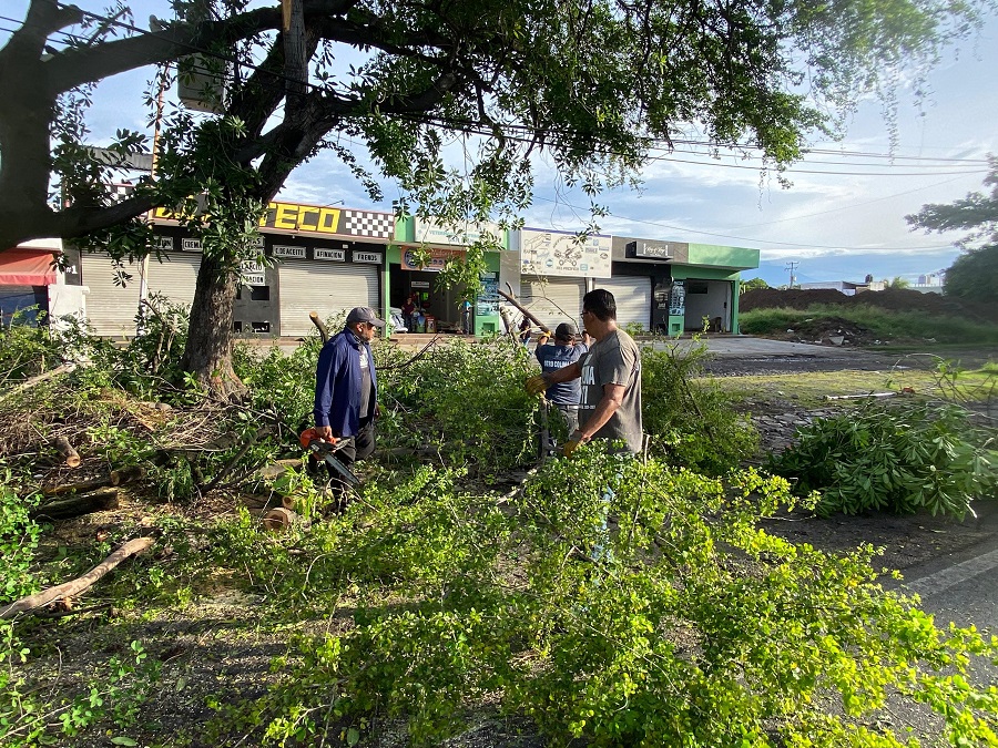 Gobierno de Riult Rivera atiende reporte ciudadano de arbol en riesgo en la colonia El Yaki
