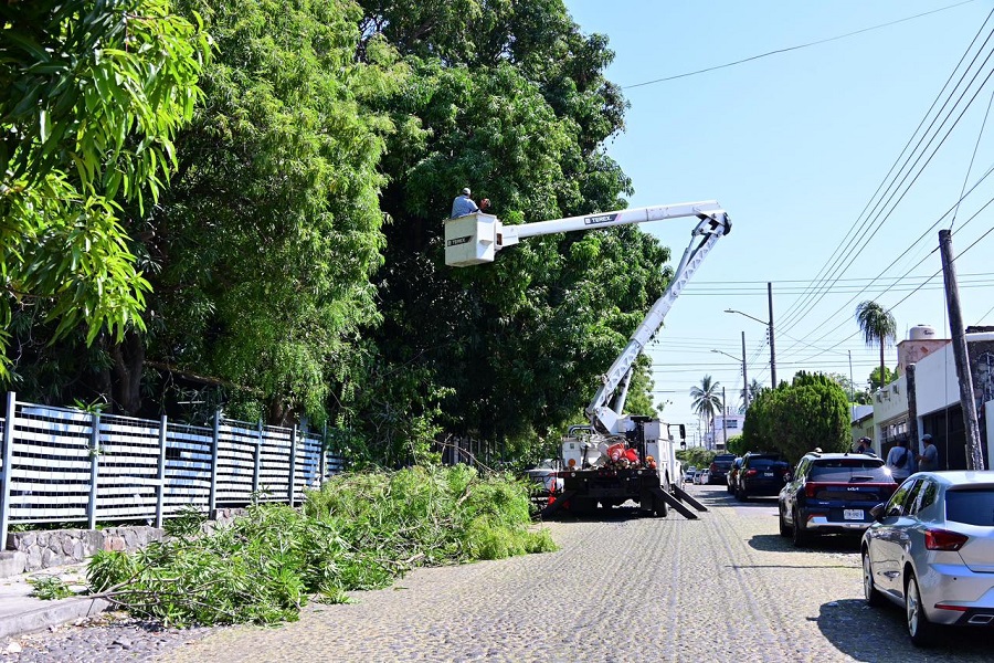 Riult Rivera cumple compromiso con vecinos de Lomas de Circunvalación y realiza poda de árboles en la calle Primo de Verdad