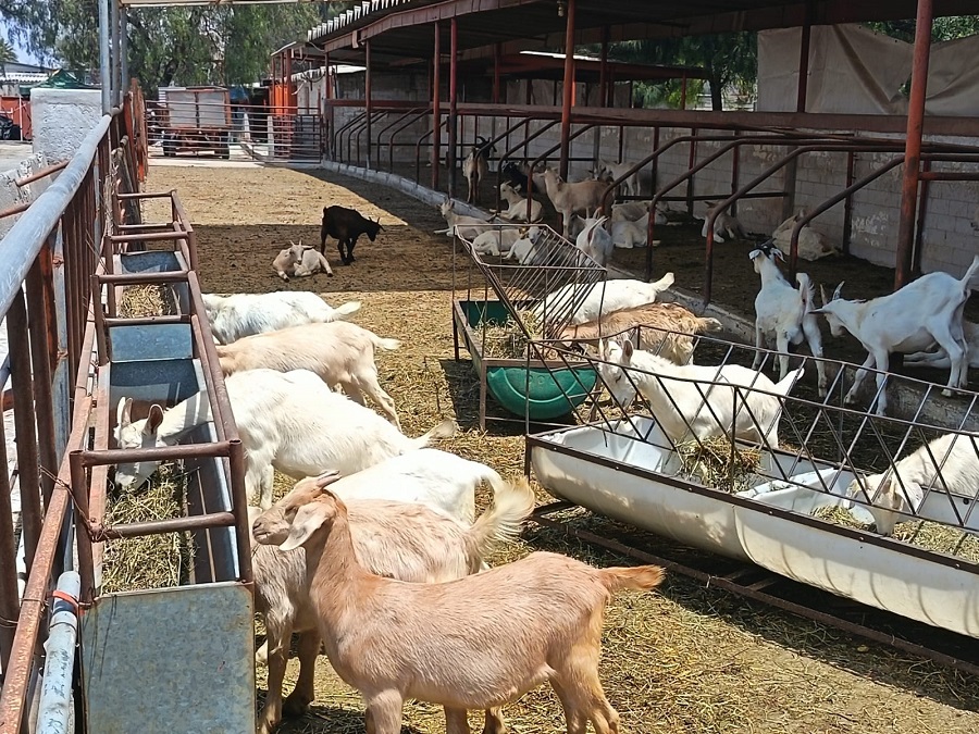 Desarrolla UdeC proyecto para mejorar valor nutricional e inocuidad en leche de cabra