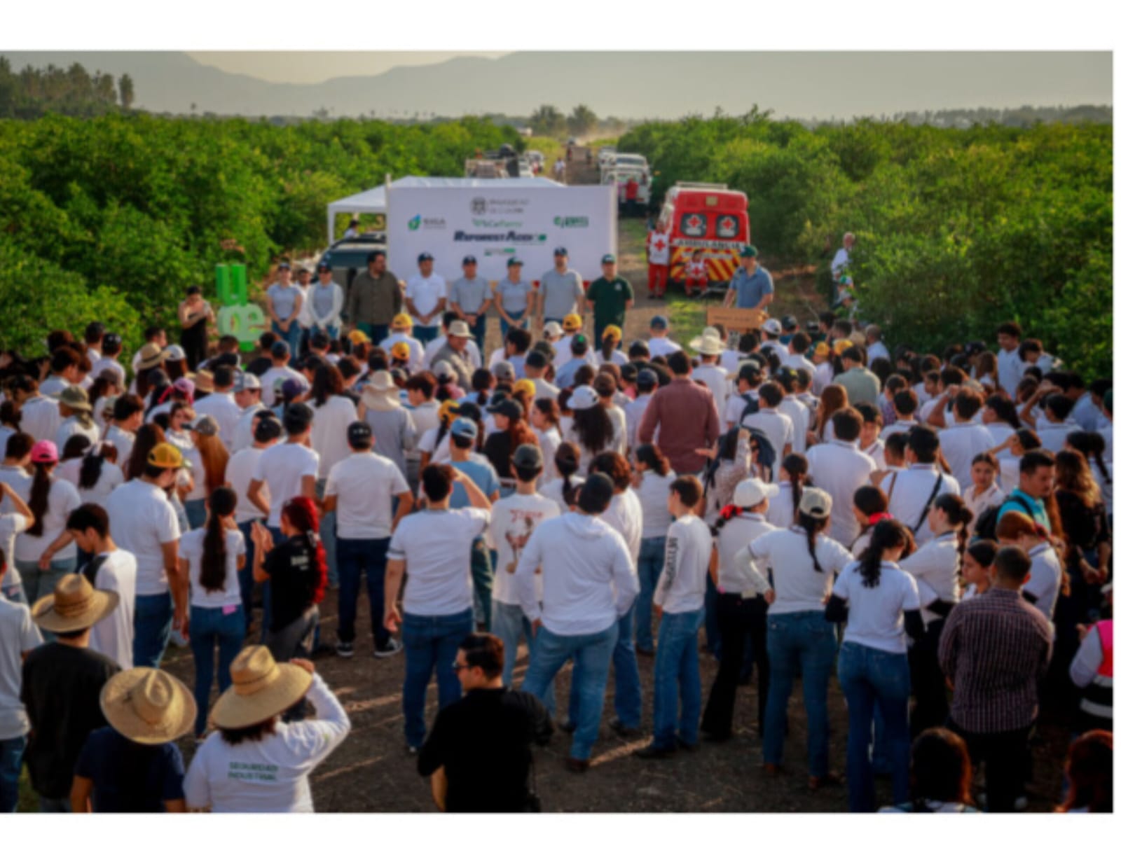 Con ReforestAcción, UdeC plantará más de 12 mil árboles durante 2026
